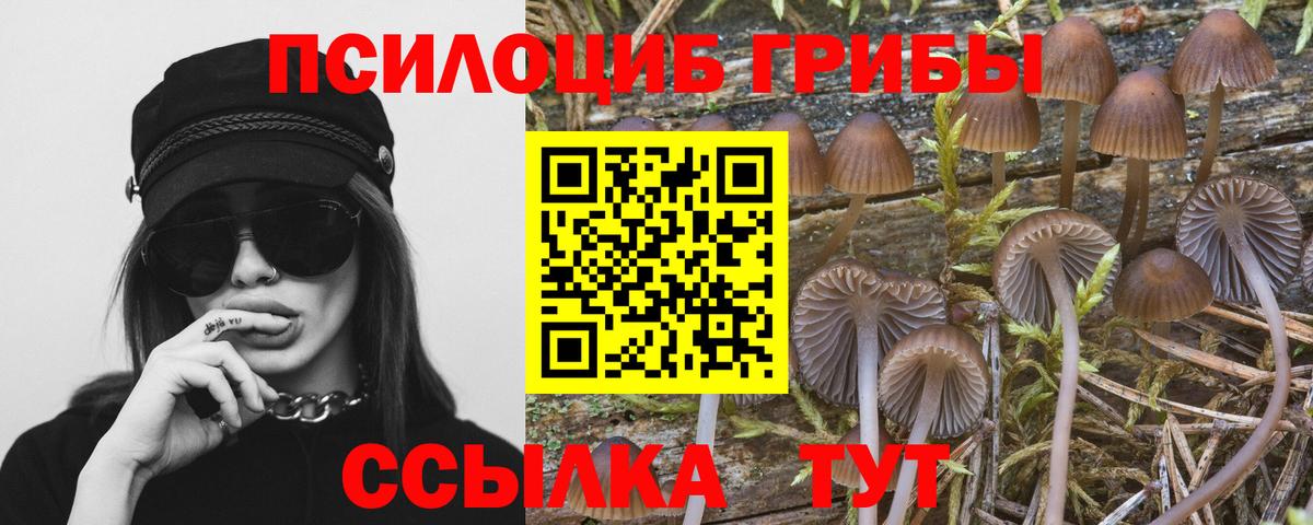 Галлюциногенные грибы Psilocybe Электрогорск