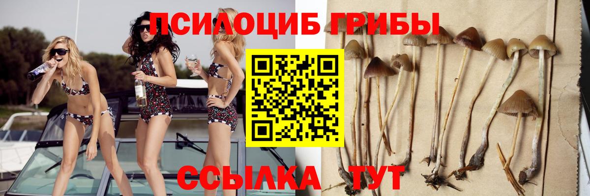 Электрогорск  Псилоцибиновые грибы Cubensis  Вход с VPN 